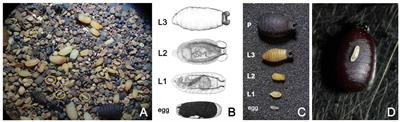 Investigating the unaccounted ones: insights on age-dependent reproductive loss in a viviparous fly